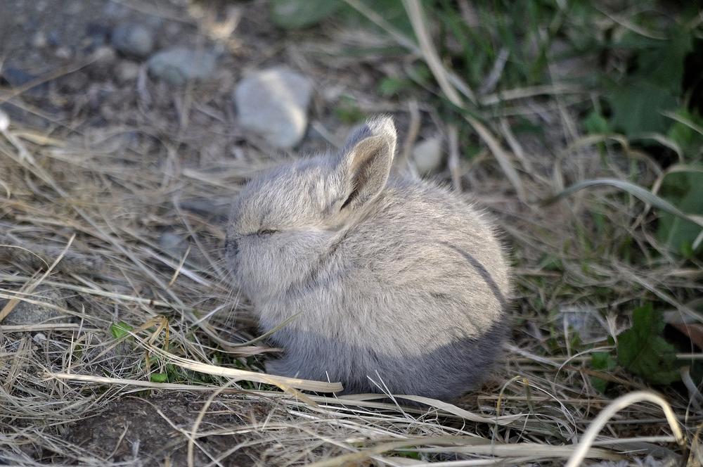 How to Prevent and Get Rid of Hairballs in Rabbits