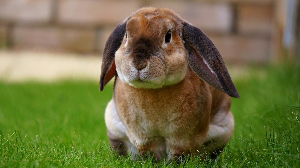 Can You Use Rabbit Poop as Fertilizer? How to Use It?