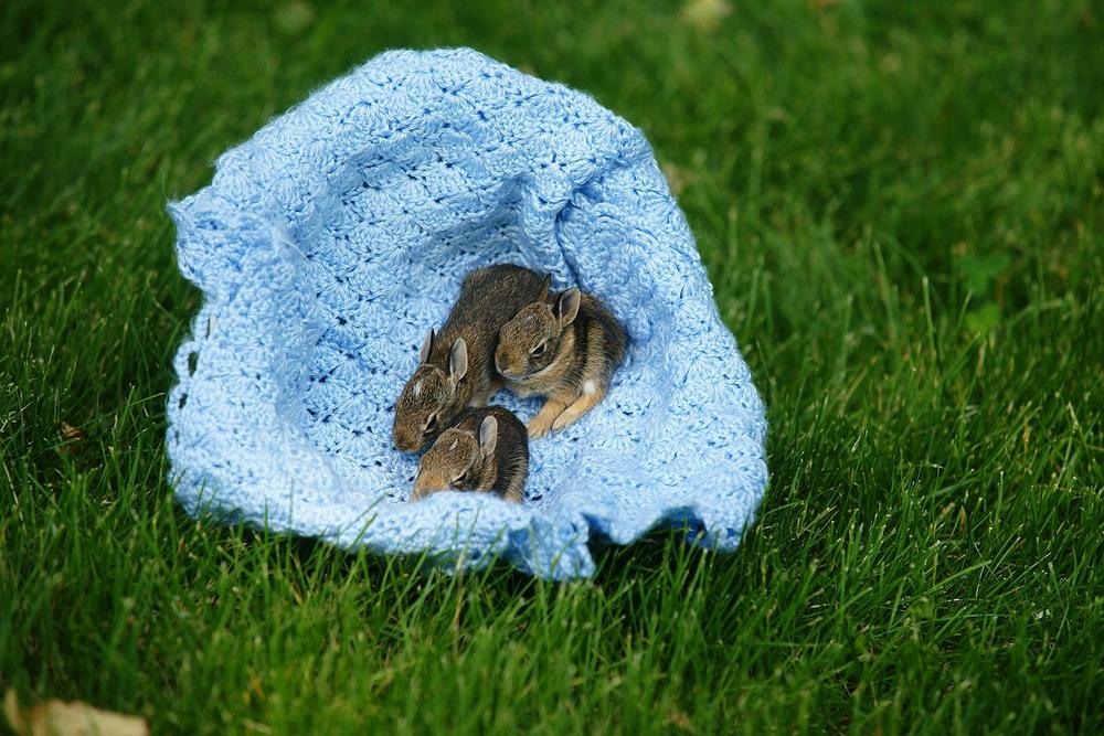 how-to-take-care-of-baby-bunnies-responsible-owners-guide