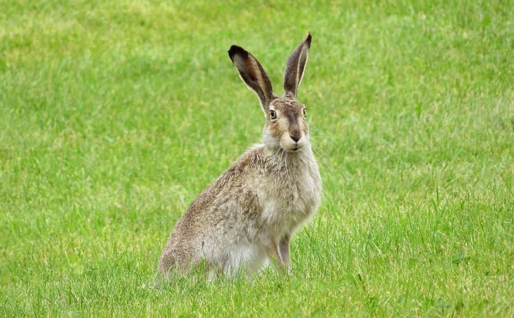 How to Keep Your Pet Rabbit Warm in Winter Top 10 Tips