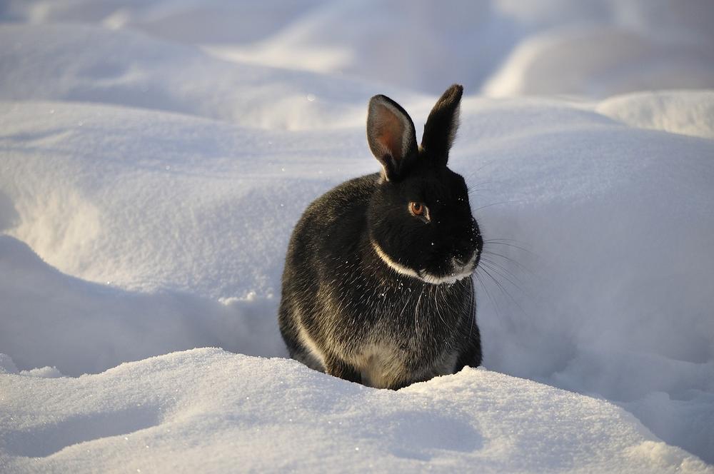 How to Identify & Treat Ticks in Rabbits (Useful Guide)