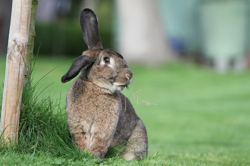 Can Rabbits Eat CHICKEN PELLETS? (Important Considerations)