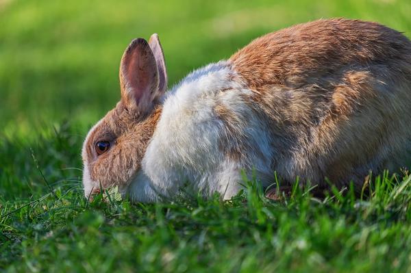 How Well Can Rabbits Hear? Everything You Need to Know