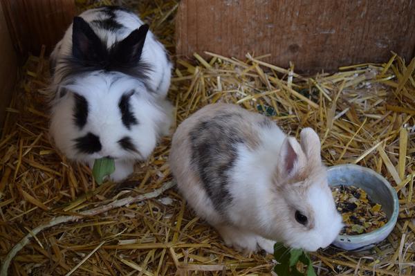 How Big Do Dwarf Rabbits Get? (Rabbit Size Comparison)