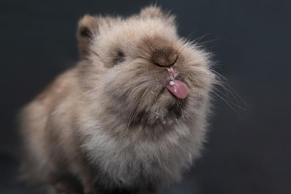 Why Does Rabbit Fur Change Color? (Should You Worry?)