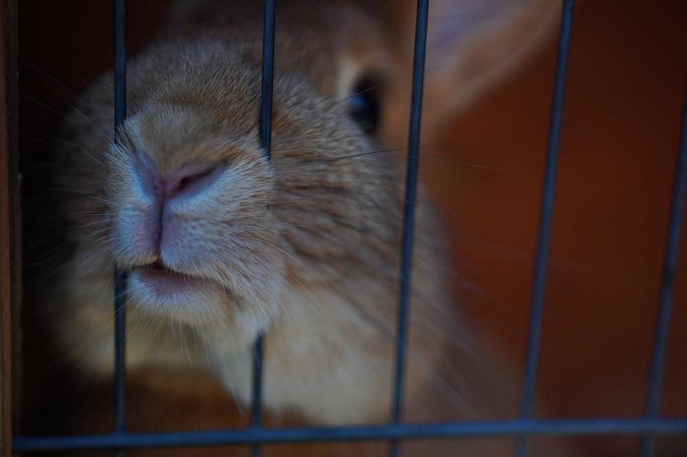 What Does It Mean When Your Pet Rabbit Bites You? (Revealed)