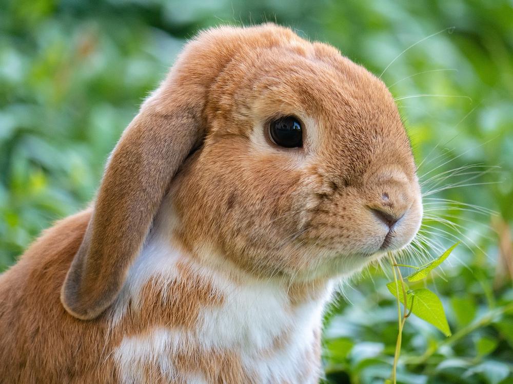 Can Rabbits Eat Plums? (Key Risks to Consider)