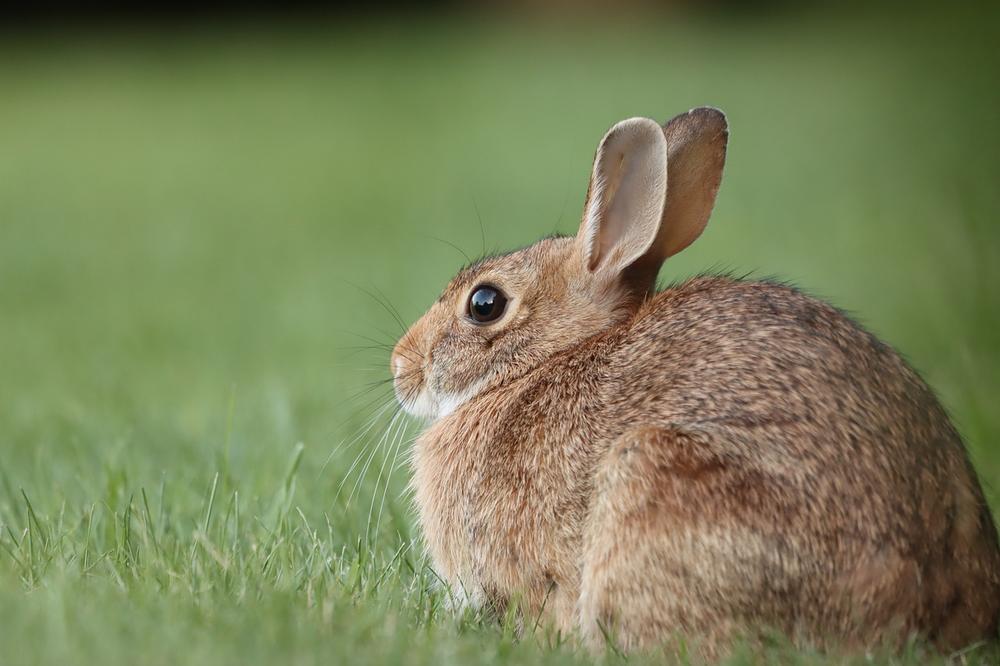 Can a Rabbit's Tail Fall Off? Why Do Rabbits Lose Their Tails?