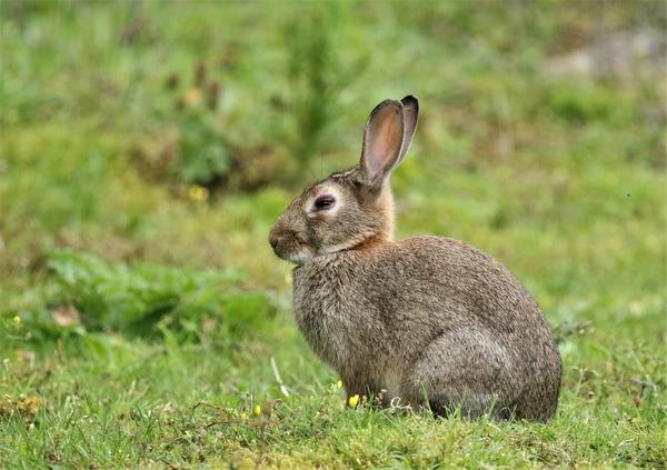 Can Rabbits See Behind Themselves? (Rabbit Blind Spots)